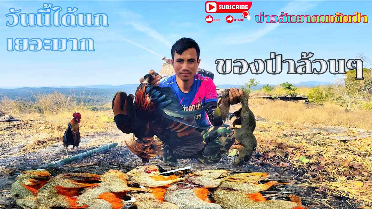 #ได้นกและกระแตเยอะมาก#ของป่าล้วนๆ#พรานเฮียงจัดให้#บ่าวสัญญาคนเดินป่า