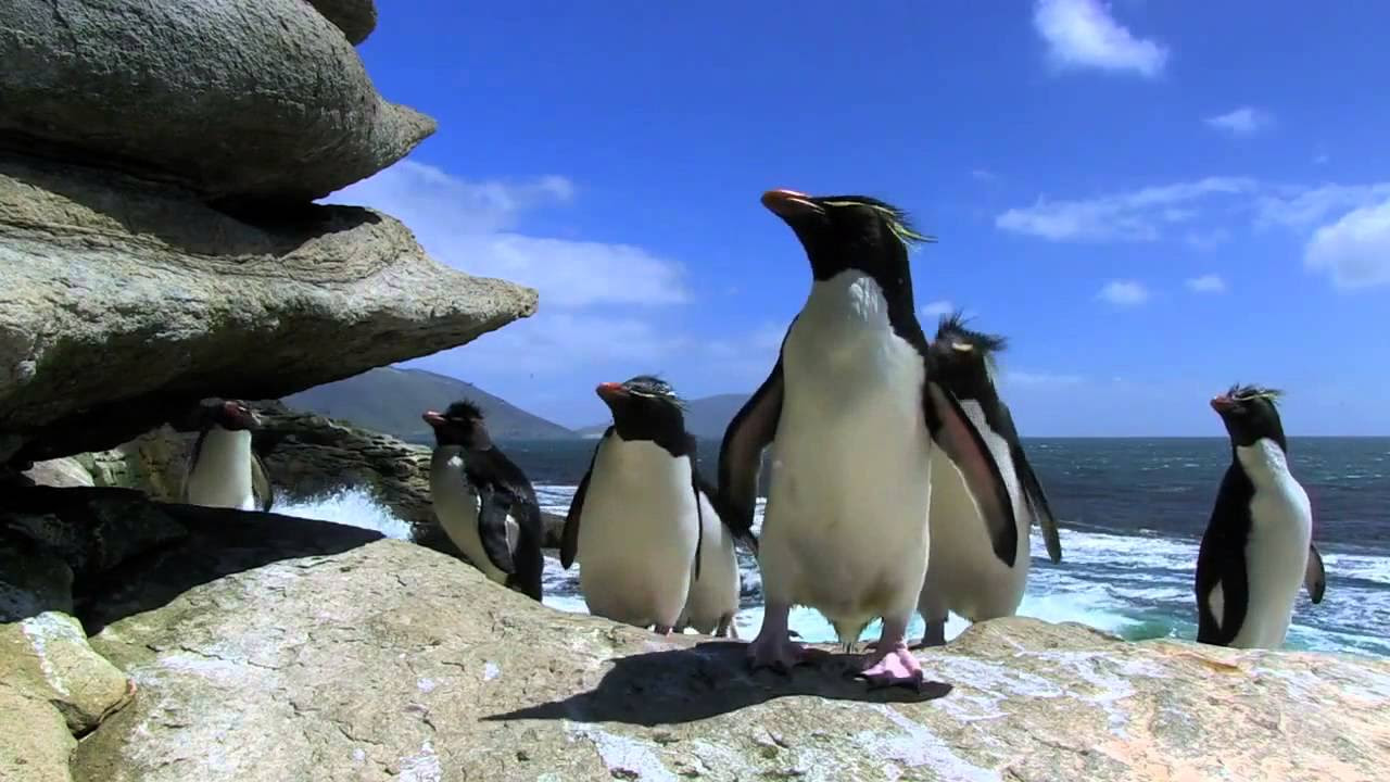 Compilation chute de pingouins et de manchots  Fou rire garantie 