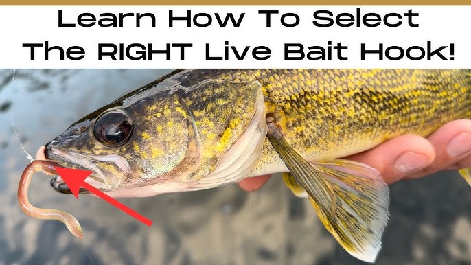 The Best Live Bait Hooks For Catching Redfish 