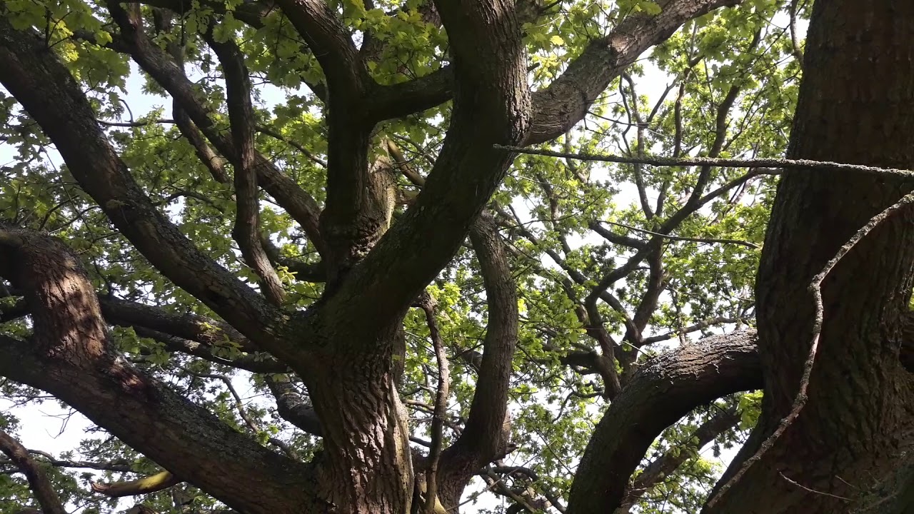 Sessile oak