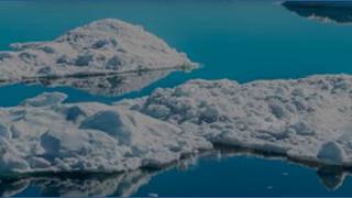 How narwhals became the Arctics newest climate scientists