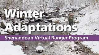 What Animals do to Survive in Shenandoah's Winter Wonderland