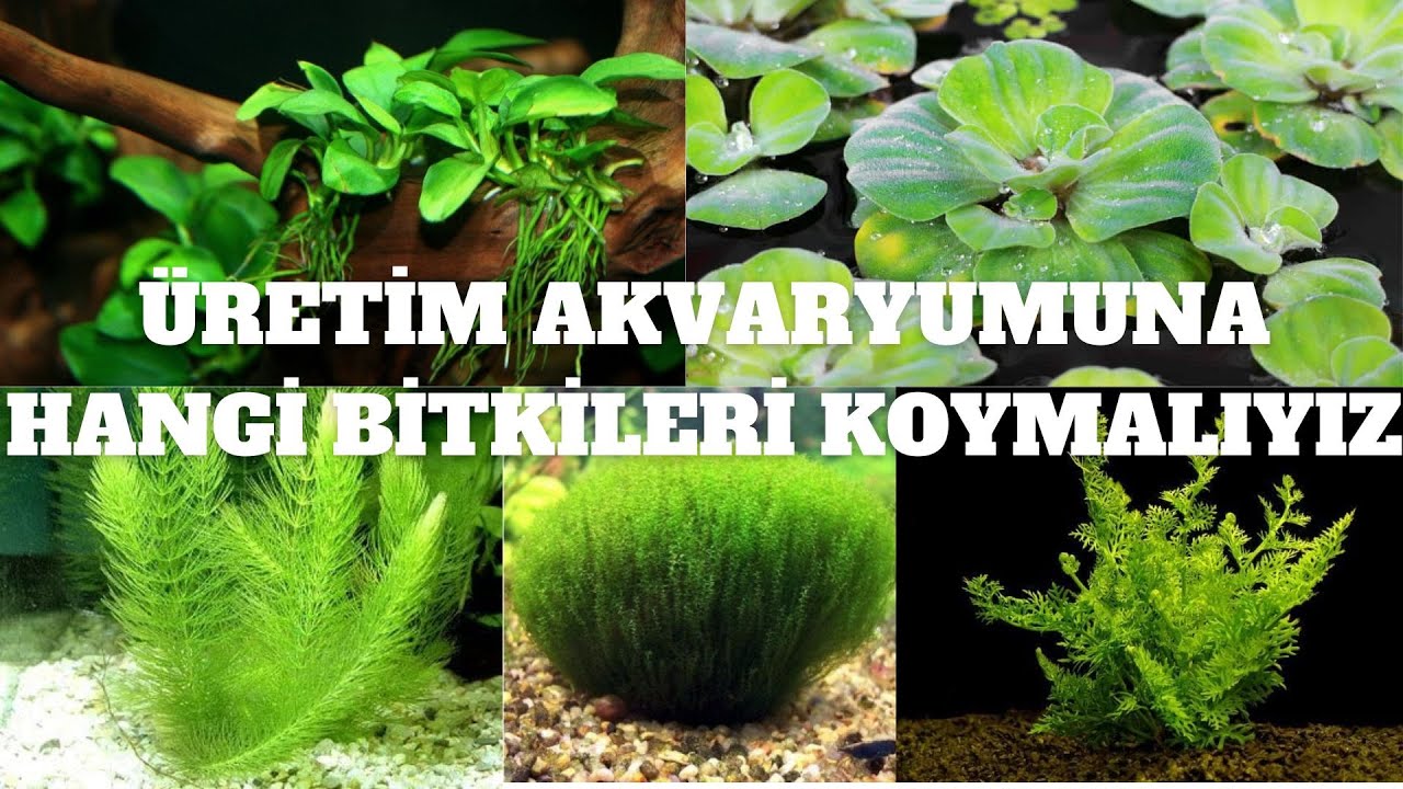 🐟Yeni Doğan Balıklar İçin Hangi Bitkiler Gereklidir? Bitki Rehberi! 🌿💚