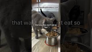 SteelCore Elevated Cat Plate #shorts #cats #cat
