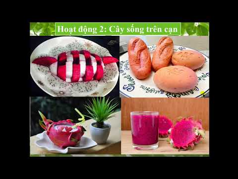 TUẦN 25 KHỐI 2. Bài 25: Một số loài cây sống trên cạn Bài 26: Một số loài cây sống dưới nước