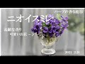 ニオイスミレ（素敵な香りが届きますように～♡）ハーブの香る庭⑧【ハーブ】【ガーデニング】