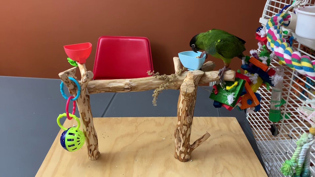 DIY parrot table top stand/perch - YouTube - Diy Parrot Landing Tables Backyard