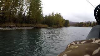 Upper Kenai River Trout Fishing Alaska - 10/2/2021
