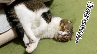 遊び途中で急に眠気に襲われた猫が可愛い！