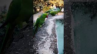🦜🦜  Ringneck Parrot #talkingparot #parrot #animals #baby #original #voice #shorts