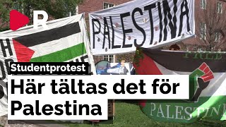 Tältläger för Palestina på universitetet - "Det är yttrandefrihet"