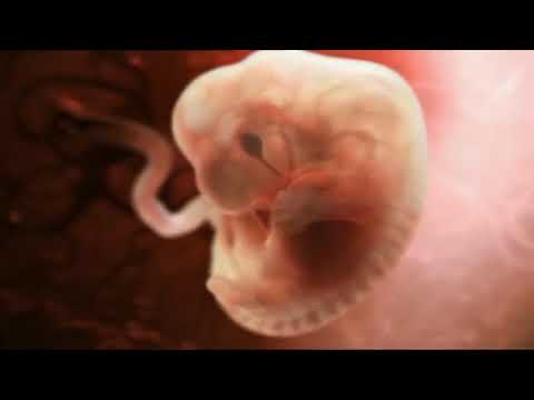 Video: 12 týdnů starý vývoj dítěte
