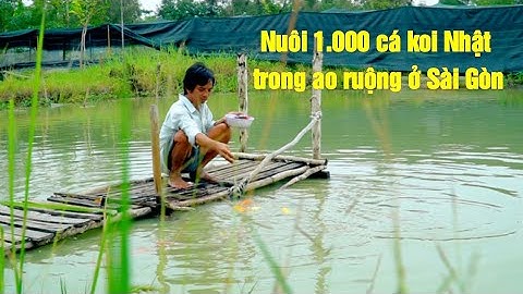 Nuôi 1.000 cá koi Nhật trong ao ruộng ở Bình Chánh, Sài Gòn