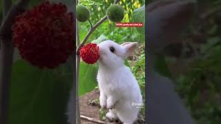 دیکھیں خرگوش اور اس کی سواری کیسے اللہ ایک مخلوق کو دوسری کے لیے خدمات میں لگا دیتا ہے