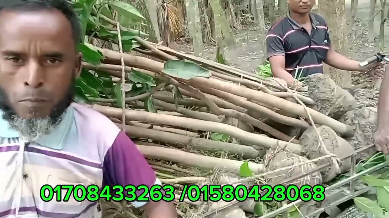 বিভিন্ন জাতের চারাগাছ ডেলিভারি হচ্ছে সারাদেশে।। চারা কিনতে যোগাযোগ করুন 01580428068 Whatsapp,imo