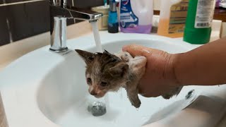 The dirtiest kitten ever takes her first bath (Epic Transformation)