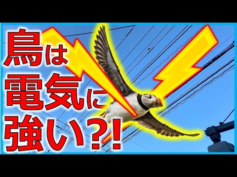 電線の鳥が感電しない理由〜わかりやすい電気解説〜