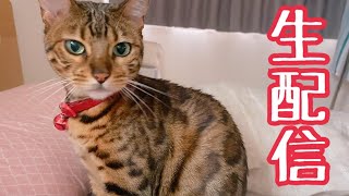 【生配信7/1】今日から7月ですね🏖ランチタイム生配信