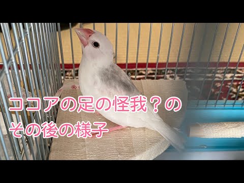 【白文鳥の雛】ココアの足の怪我？その後の様子　すずの兄弟【Java sparrow chicks】