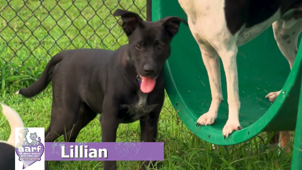 Lillian the German Shepherd / Mountain Cur mix puppy is ready for a home of her own!