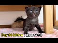 【BGM無し】元野良ママが産んだ子猫の成長記録