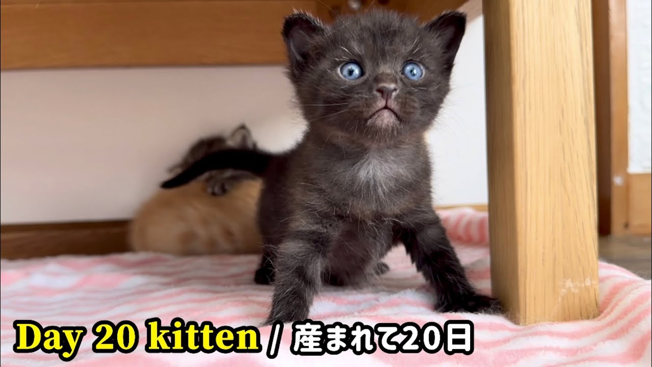 【BGM無し】元野良ママが産んだ子猫の成長記録