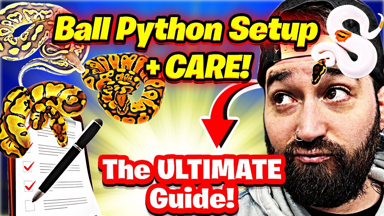 Ball Python Ultimate Care Guide 2025 | Everything Beginners NEED To ...