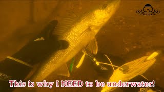 Saving a Walleye and Cleaning up Fishing Line and Lures