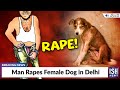 Man Rapes Female Dog in Delhi | ISH News