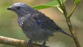 BLUE GREY TANAGER enjoying sprinkler shower @Mandai Bird Paradise, Singapore
