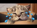 Little Kitten & Friends Learn with the cutest cat - Educational Learning Kids Videos