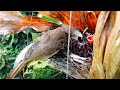 Mother Feeding Her Chicks in the Fern Pot (2) – Yellow-vented Bulbul Family (Bird Watching Ep6)