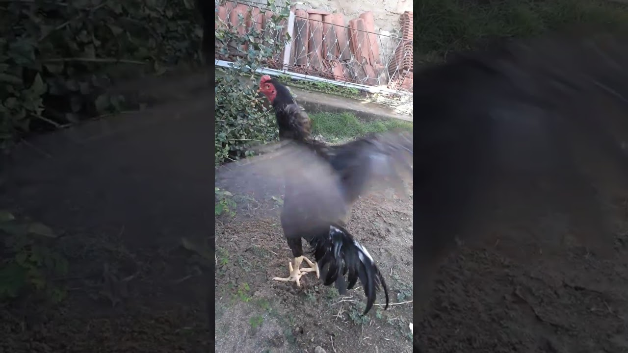 SHAMO JAPONÊS PURO -  FRANGO DE 7 MESES