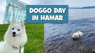 Doggo day in Hamar Norway