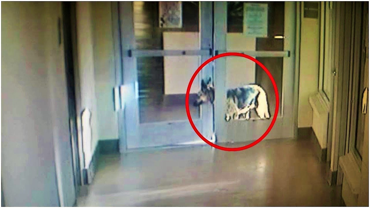 This Shelter Dog Was So Desperate To See Her Old Family, She Pulled Off The Greatest Escape