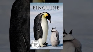 Pinguine - Die liebenswerten Tiere im Frack