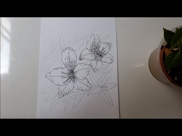 Azalea Line Drawing