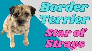 Unravelling the Mysterious Nature of Border Terriers | #ReggieStraysMovie2023