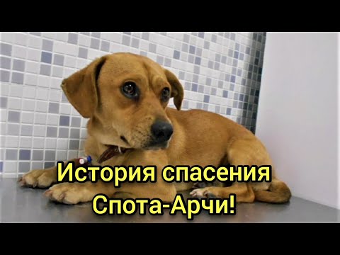 От собаки избавились как от ненужного хлама! История спасения.