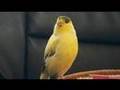 "Pico Chan Chan Chan" Song by Canary PICO