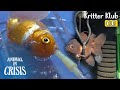Fish That Can Only Swim In A Wheelchair From Now On... l Animal in Crisis Ep 367