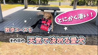 自分の散歩コースを天気で決める愛犬ホット君@hotto510