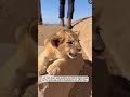 I found a tiny lion cub dangling over a ravine...#shorts
