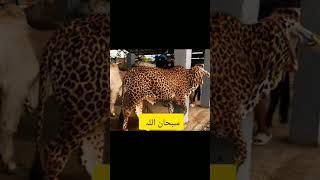 Big COW ❤️#bakra#haiderhaiderrecords​ #cowcow​ #cow​ #cartoon​  cow videos #animals​ ‎#islamicvideo