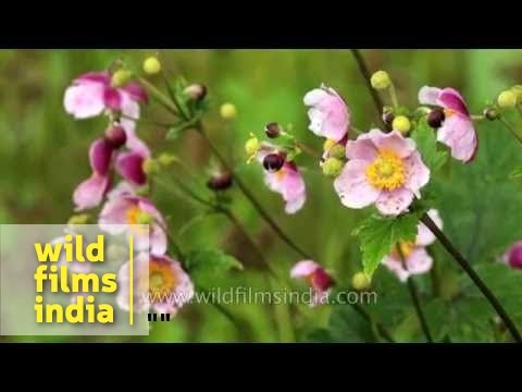 वीडियो: जापानी एनीमोन क्या है - जापानी एनीमोन के पौधे कैसे उगाएं