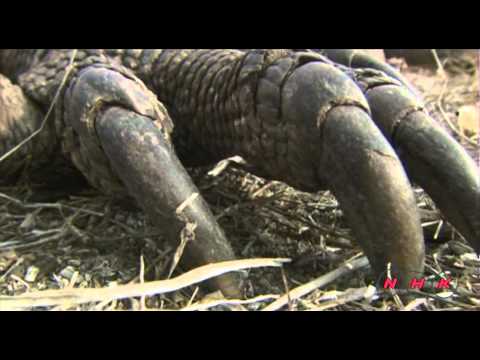 Komodo National Park (UNESCO/NHK)