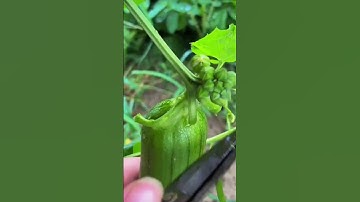 Skill of harvesting loofah with sharp tools #farming #shorts
