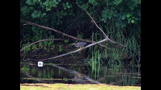 Green Heron Catches Something