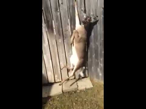 Man Frees Deer Caught In Fence