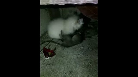 Como se come una rata